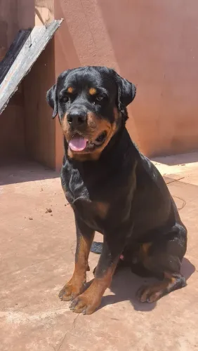 Rottweiler macho ADULTO 