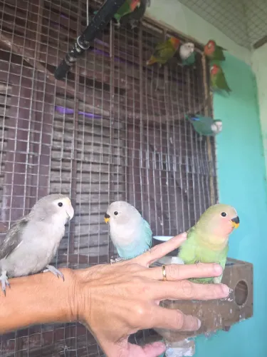 Pet