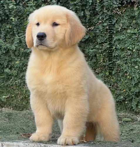 Filhote Golden Retriever, O companheiro ideal para sua família está pronto!