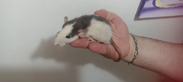Rato Twister