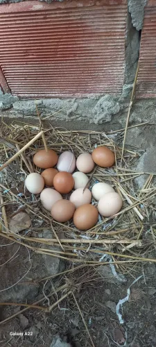 Ovos galinha caipira galados