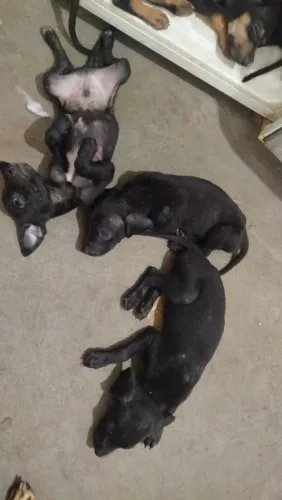 Filhote de cachorro