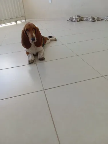 Basset hound 