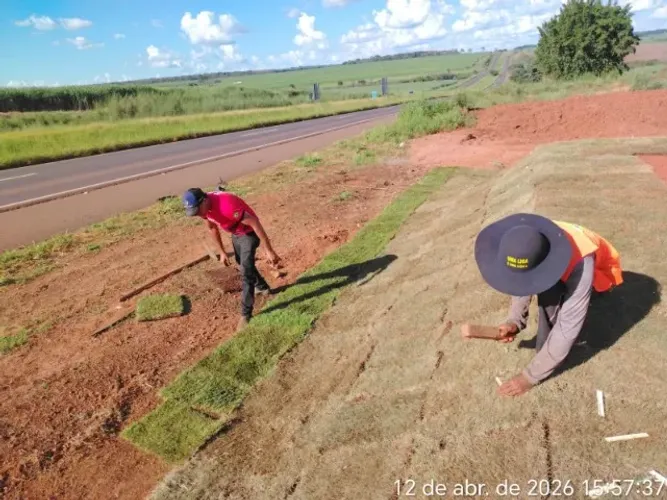 Grama Batatais Direto do Campo Produto Premium