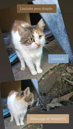 Gato