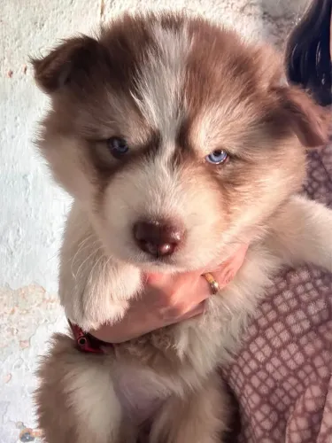 Husky fêmea 45 dias