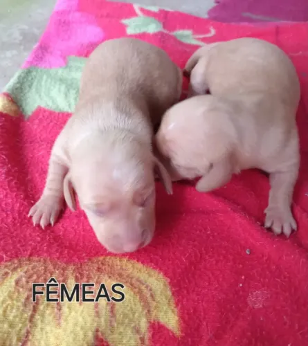 Lindos Filhotes de Dachshund