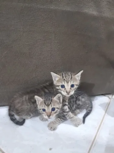 Gatinhos para adoção