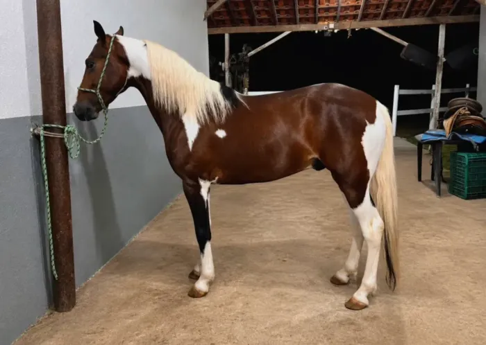 Cavalo mangalarga marchador