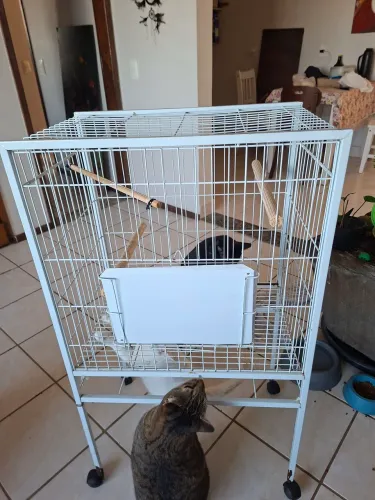 Gaiola viveiro calopsita.