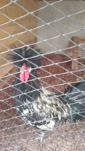 Galo ponesa