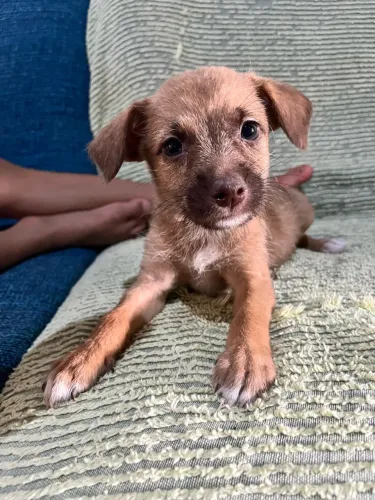 Cachorro para adoção