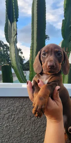 Basset /Cofap Disponível.
