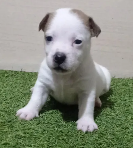 Jack Russell seu Pet do filme 