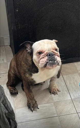 Bulldog inglês 
