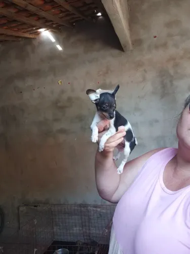 Pincher fêmea e macho disponível
