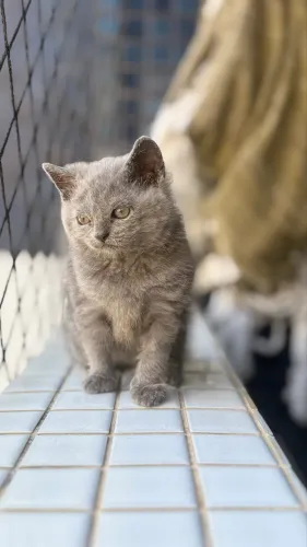 Gato Britsh Shorthair