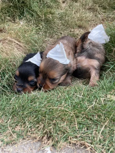 Filhote de cachorro yorkshire 
