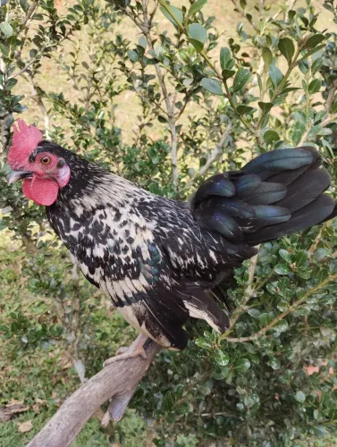 Galinho 