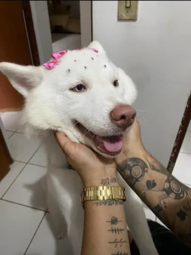 Husky fêmea pra cruzar