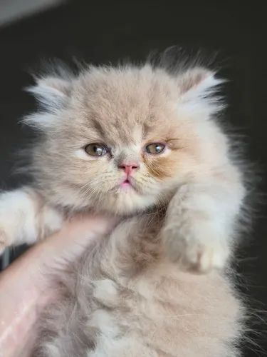 Gato Persa cor creme macho