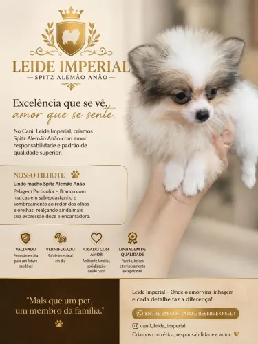 Spitz alemão anão 
