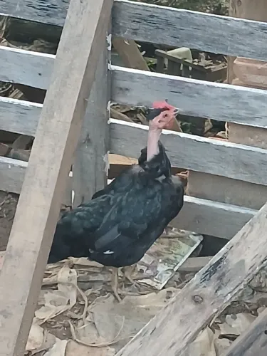 Galinha garnize polaca