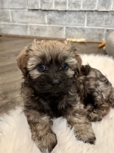 lindinhos pequenos e peludos 
