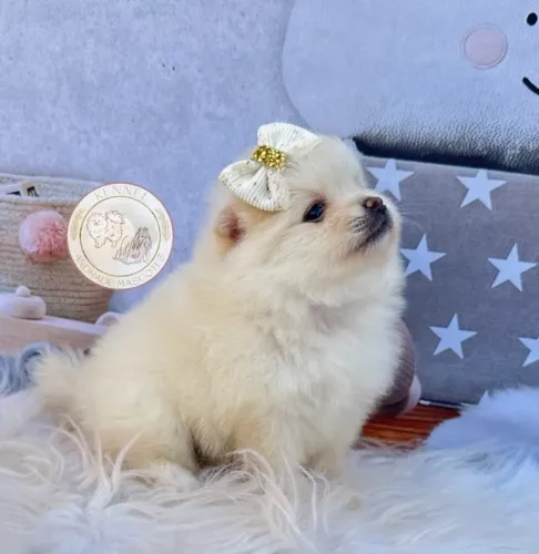 Meninas Lulu da pomerania spitz anã