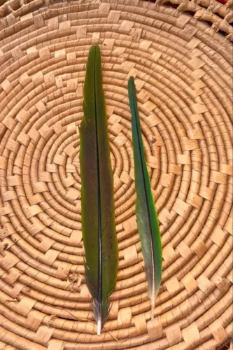 Penas de ave coletada na natureza