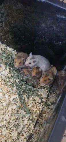 Hamster sirio -casal