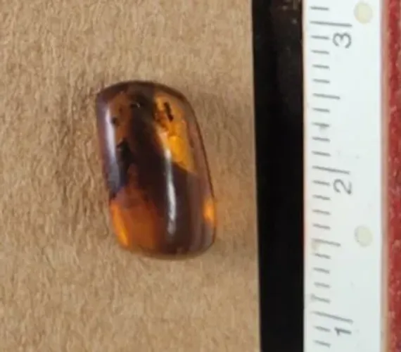 Âmbar Birmanês com insetos - Período cretáceo - Mianmar - 1,1cm
