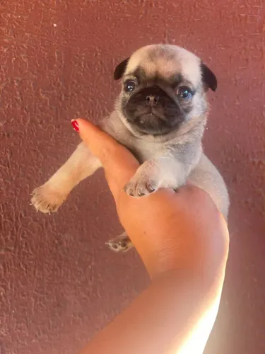 Pug Fêmea Abricot Pedigree CBKC