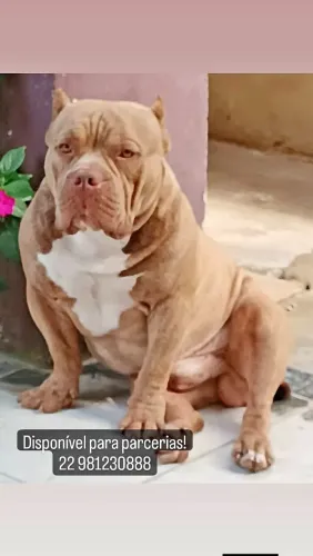 American Bully