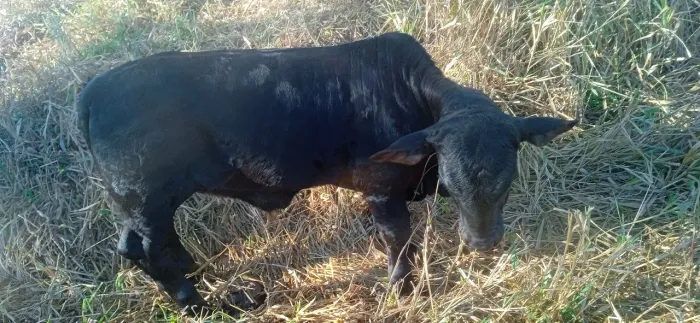 Mine boi,idade 8 meses,altura 70 centímetros, valor:2.900 contato: *