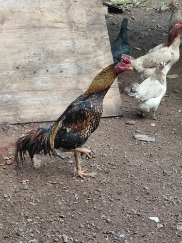 Galo