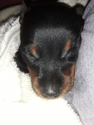 Filhotes de Pinscher 