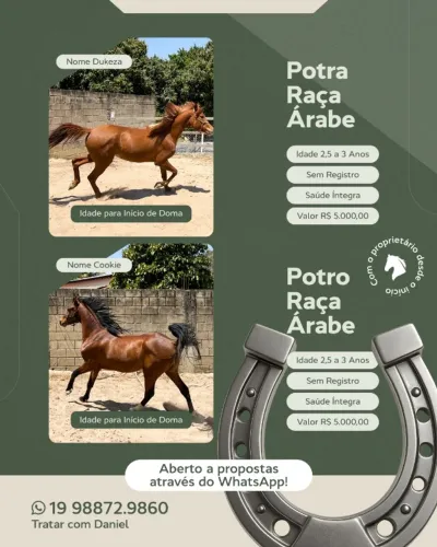Cavalo
