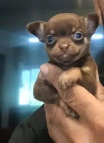 Chihuahua cores exóticas