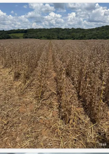 Fazenda de Arrendamento repasse o ágio, são 860 hec em Doverlândia Goiás.