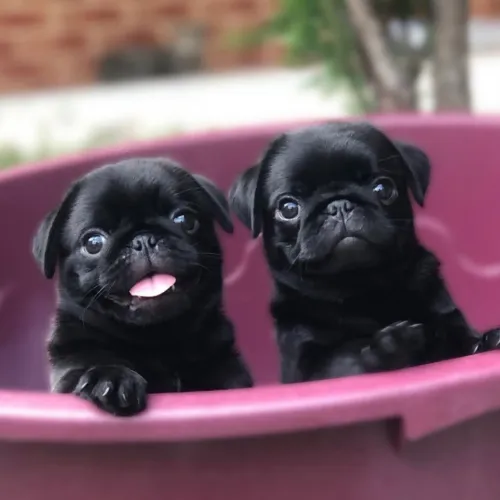 FILHOTES PUG FÊMEA E MACHO