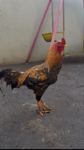 Galo índio bico curto