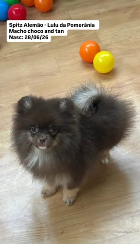 FILHOTES CHOCO AND TAN SPITZ LULU 