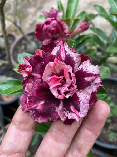 Rosas do deserto adultas