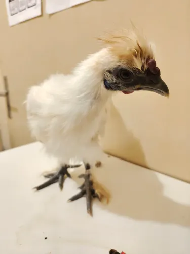 Galo de Sedosa reprodutor jovem branco