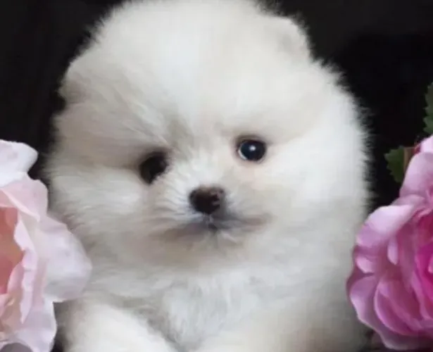 Spitz Alemão Anão Filhotes Sucesso em Vendas. 