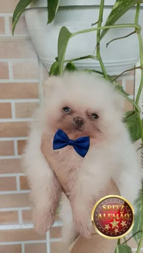 SPITZ ANÃ MACHINHO 