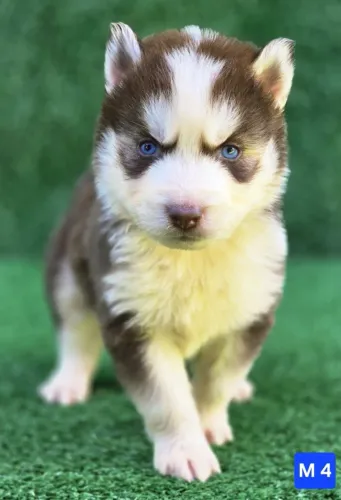 Husky siberiano puro e saudavel