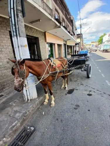 Cavalo com charrete