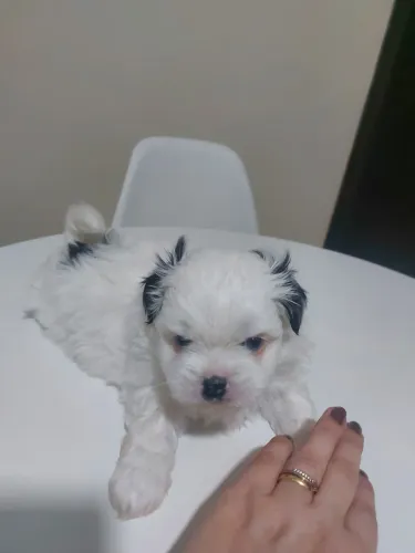 Filhote macho de shih tzu